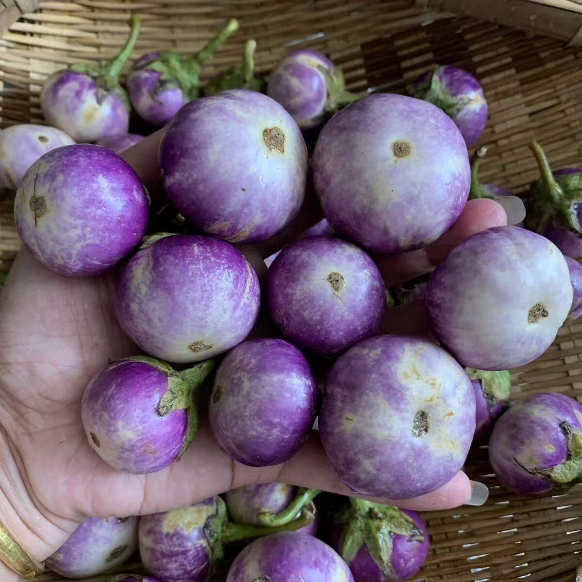 什么让农家新鲜圆茄紫黑茄子如此受青睐？