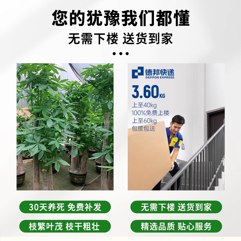 发财树盆栽：室内绿植界的风水宝，办公室开业乔迁必备招财神器！