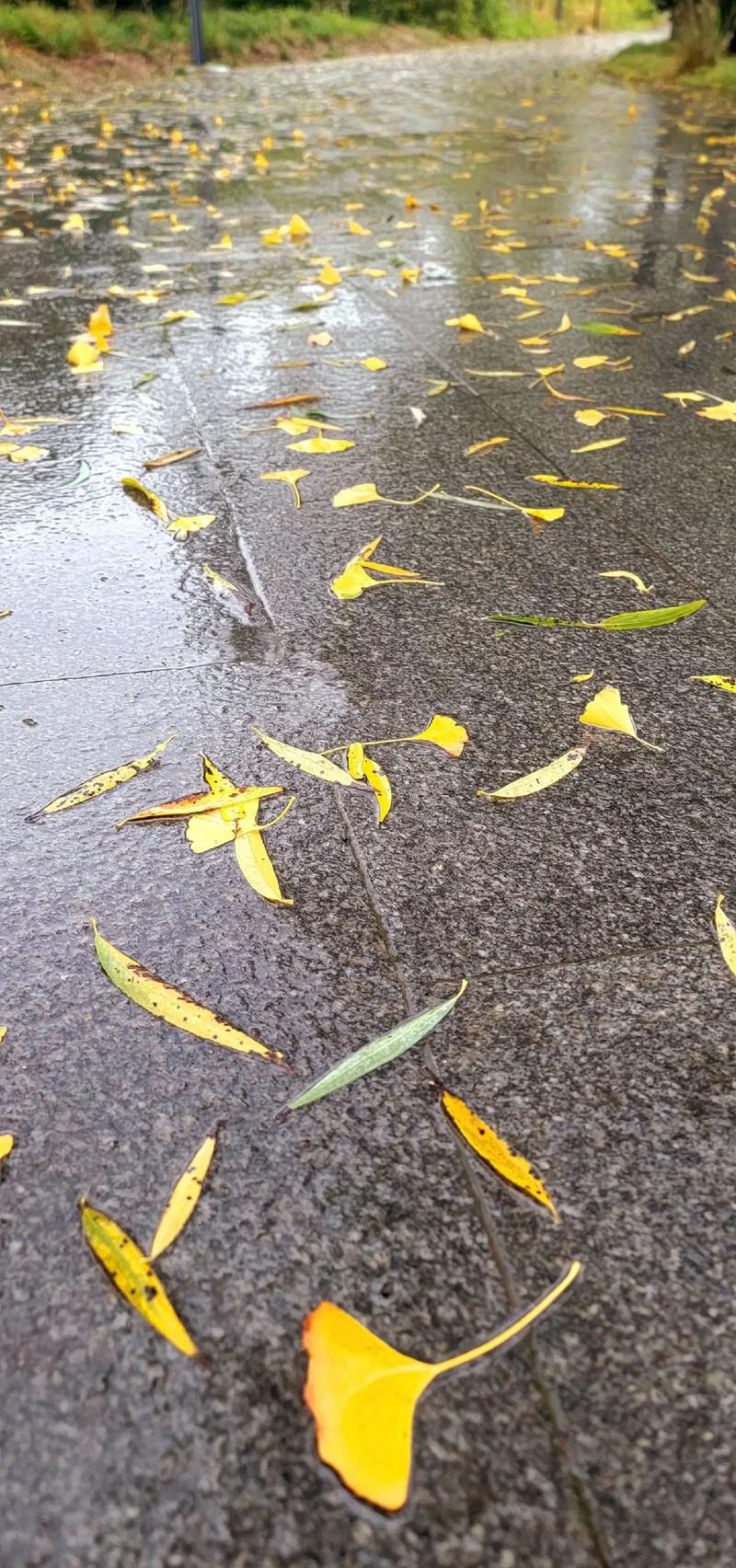 落雨落叶,雨中落叶，秋意渐浓