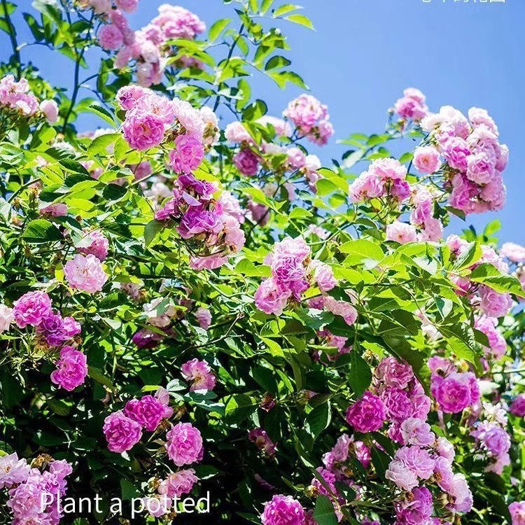 2册植物科普百科全书：玫瑰花月季花图鉴+月季栽培完全圣典，轻松造园必备！