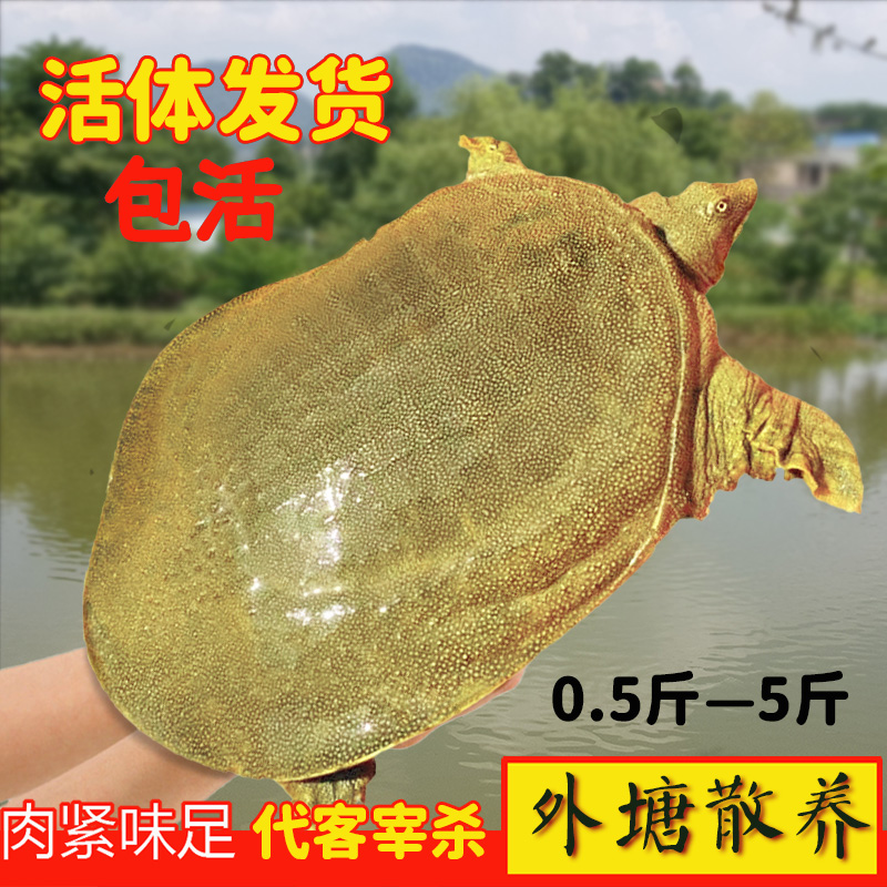 农家荷塘生态放养，黑花甲鱼中华鳖，鲜活到家的美味享受！