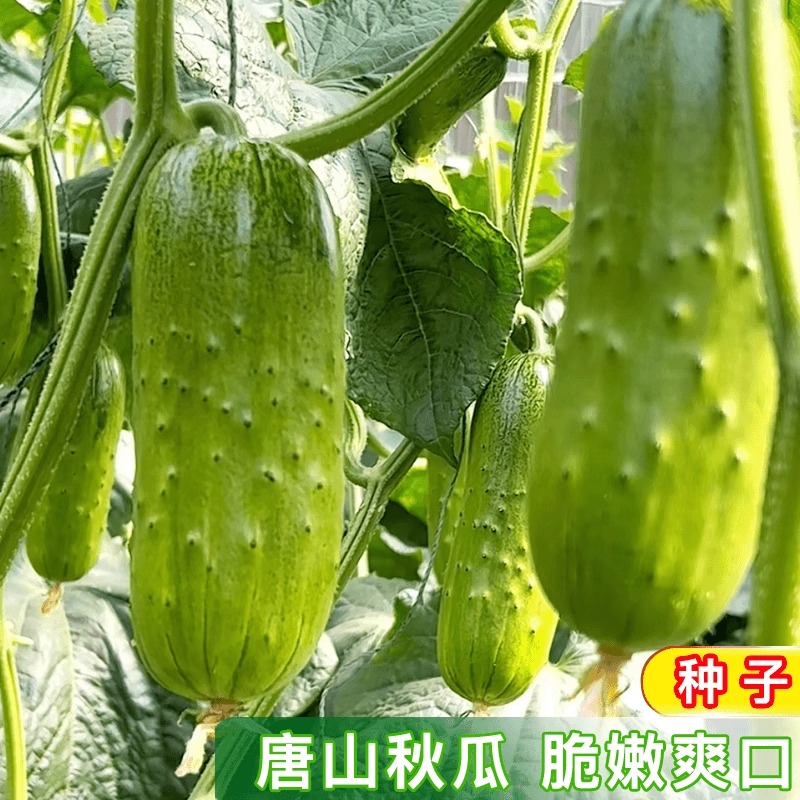 唐山秋瓜种子：轻松种出高产水果黄瓜，阳台也能变菜园！