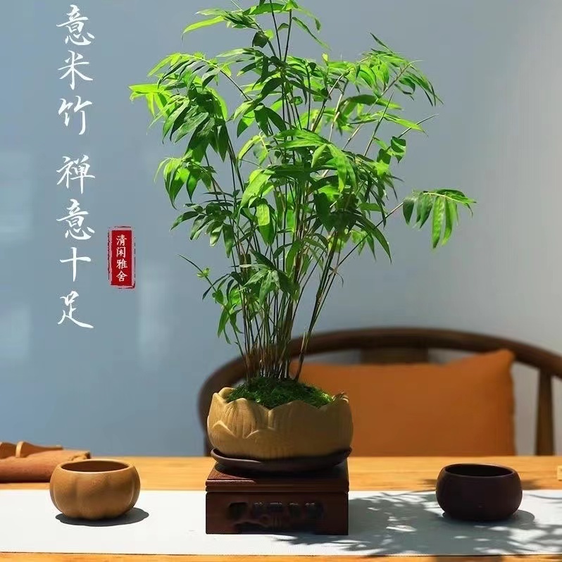 水培米竹真香！懒人也能养出高级绿植，客厅颜值爆表