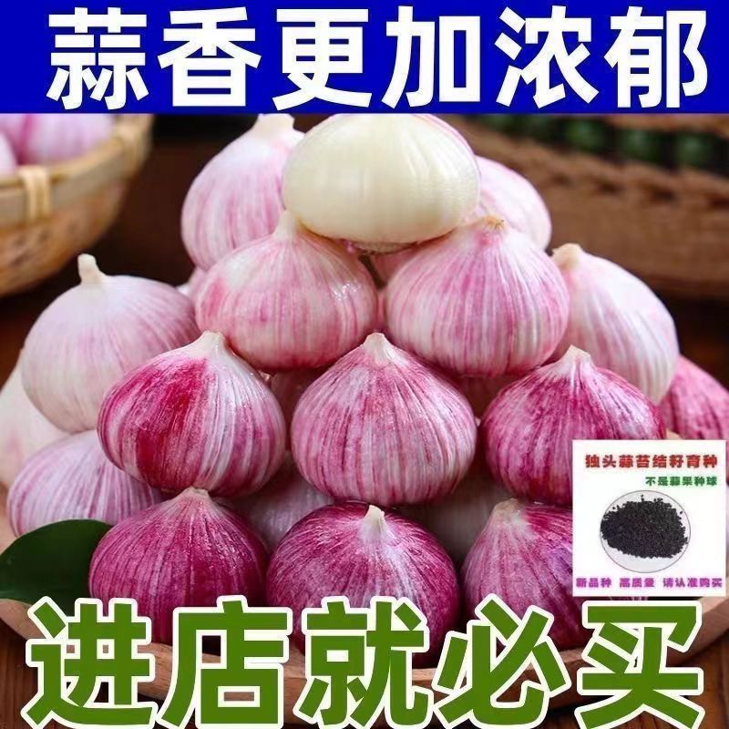 河磨独籽属相鸡冠上加冠：收藏界的神秘瑰宝，你了解多少？