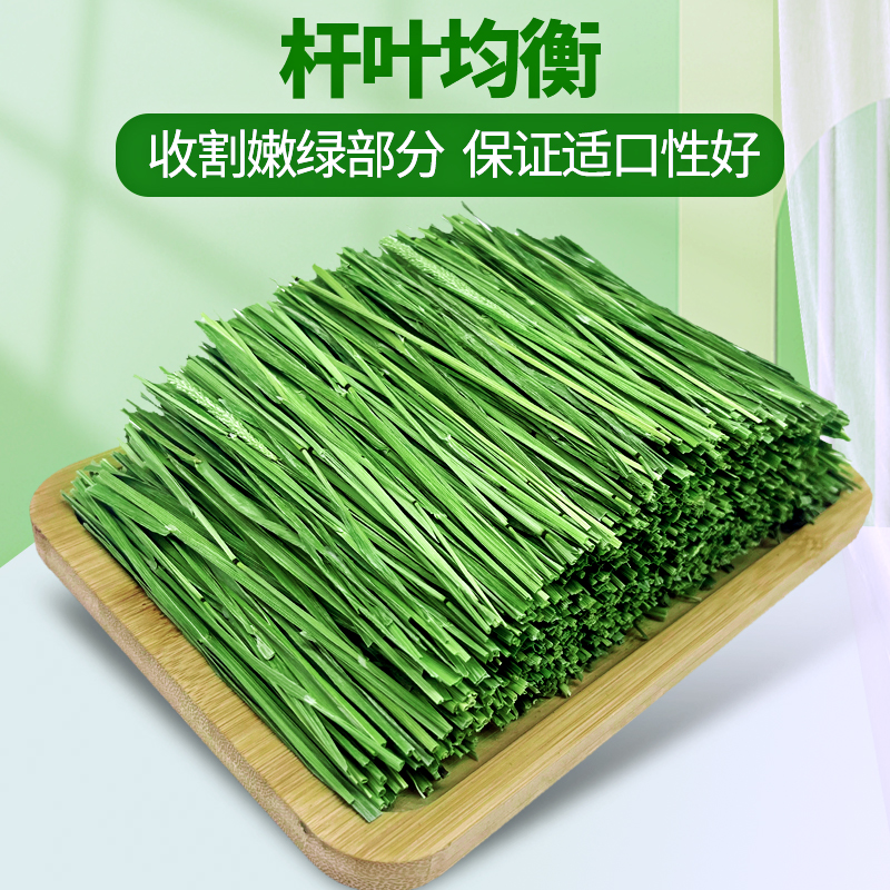 烘干大麦草：宠物兔、龙猫、荷兰猪的营养盛宴