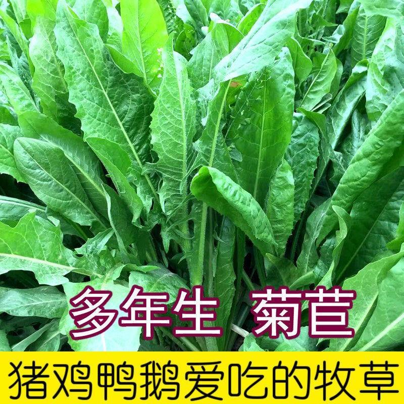 大叶菊苣种子：四季养殖必备，鸡鸭鹅兔猪牛羊鱼的绿色盛宴！