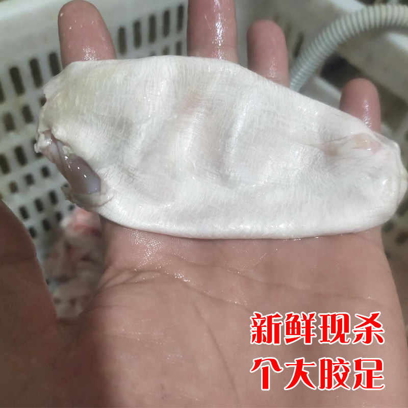 鲤鱼现取鱼籽鱼泡及鱼杂商用解析
