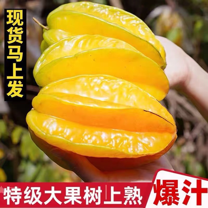 福建漳州现摘新鲜杨桃，当季甜蜜来袭，孕妇宝宝也能放心吃！
