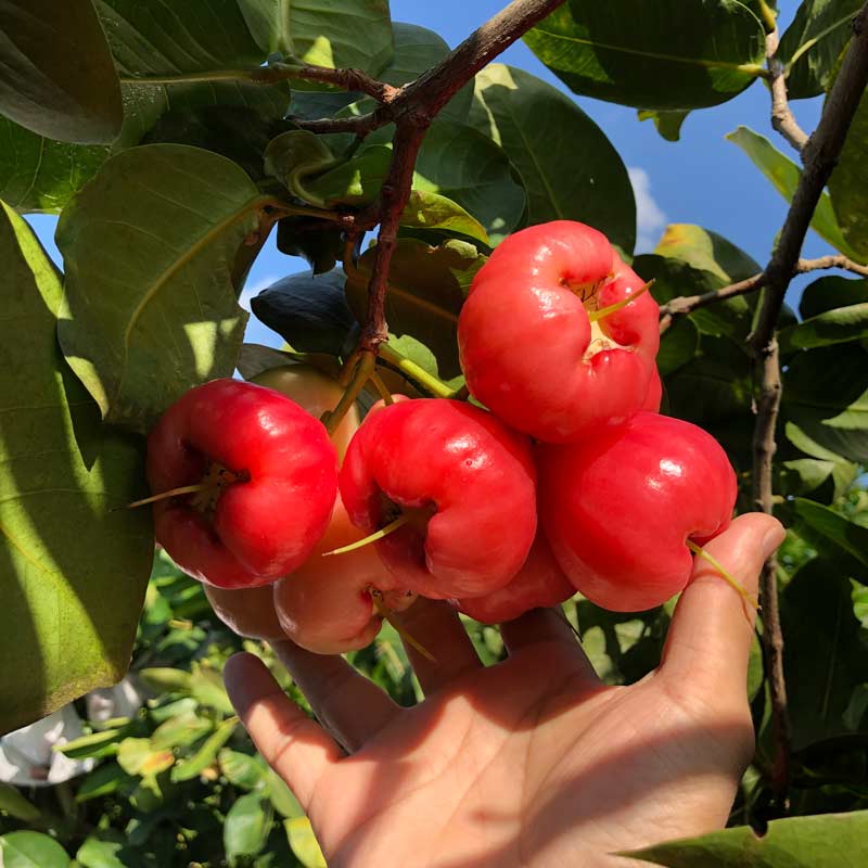 东南亚新鲜水果红宝石莲雾：孕妇最爱的当季水果，潮汕无花果也甘拜下风？