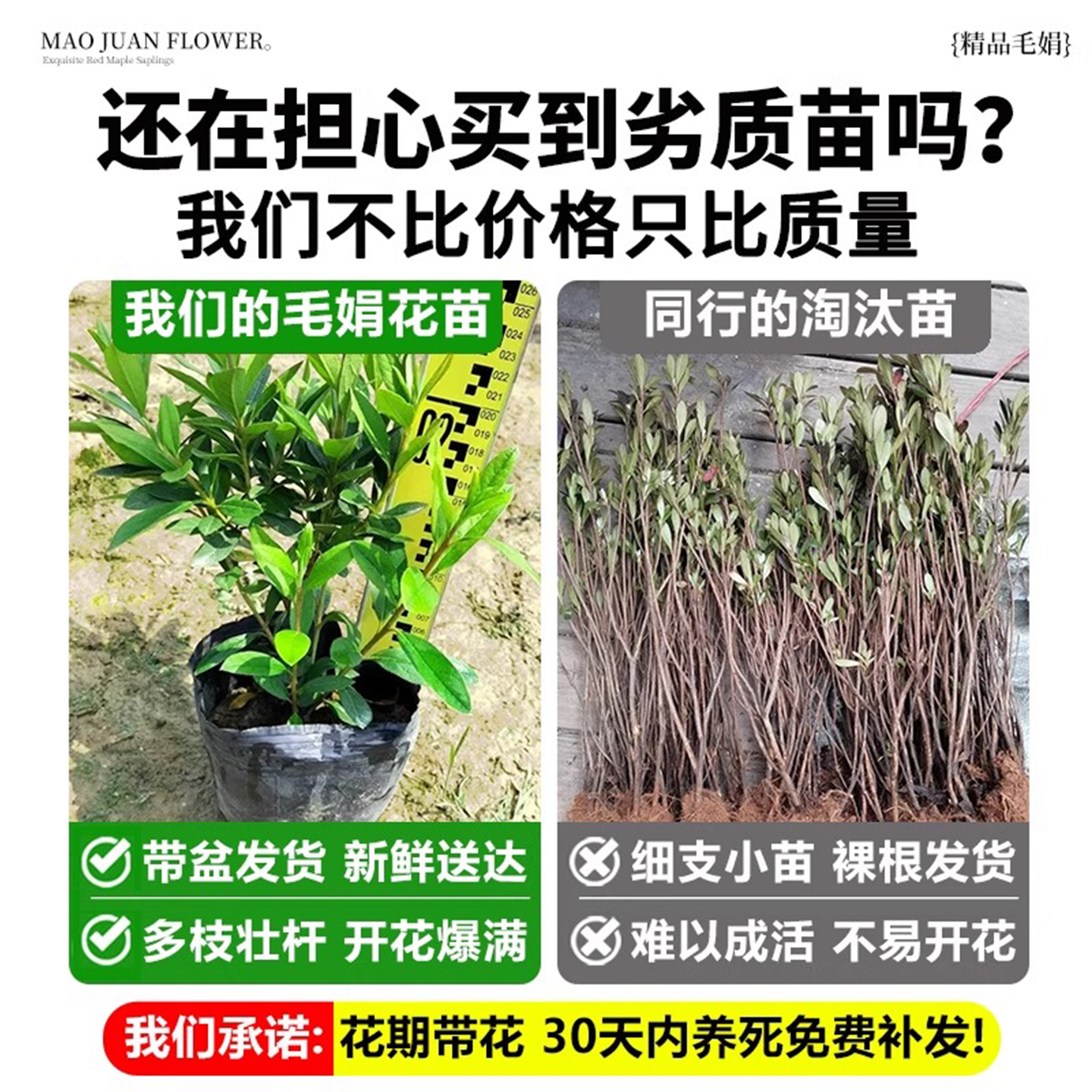 杜鹃花苗春娟苗毛杜鹃树苗：庭院绿化的四季常青秘籍，打造梦幻阳台盆栽