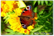 Graceful Butterflies Free Screensaver2.0