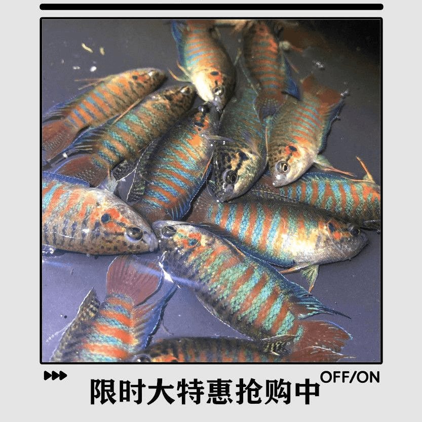 斗鱼平台最新动态：直播江湖的风云再起，你准备好了吗？