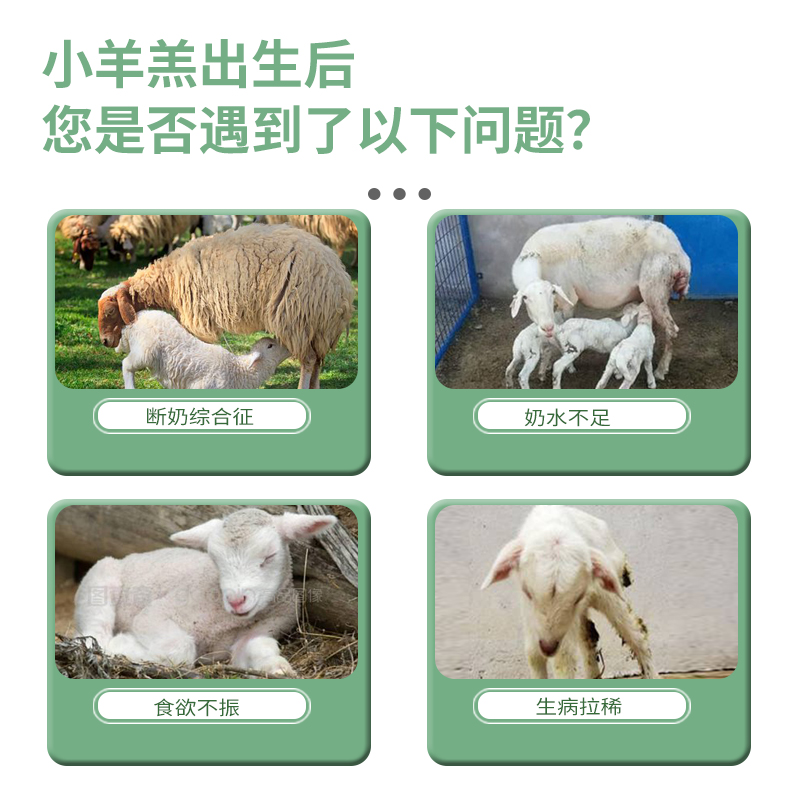 羔羊专用奶粉：新手养殖者必备神器，轻松养出健康新生小羊羔！