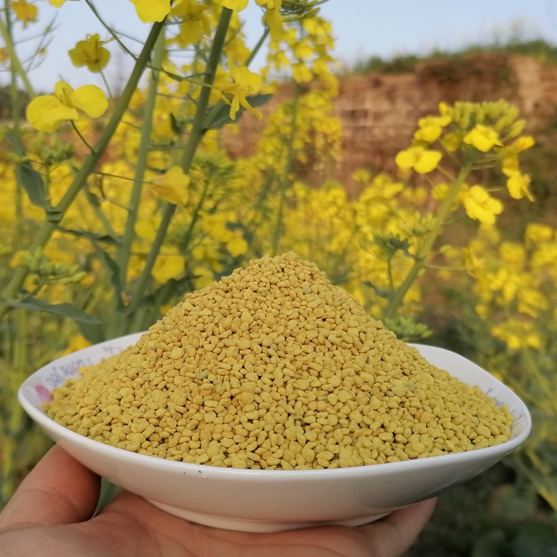 2025年新鲜食用油菜蜂花粉，四川农家自产，前列腺男福音，500克装！