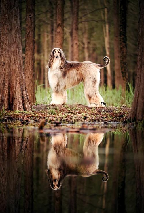 战争猎犬,忠诚的战场伙伴