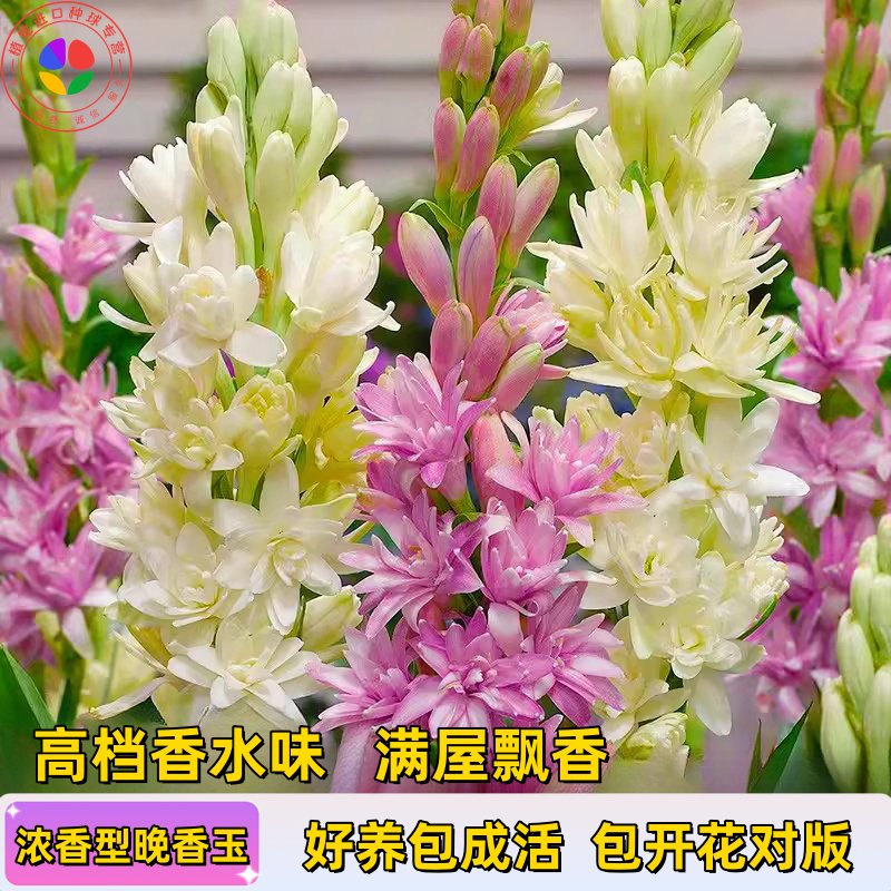 晚香玉种球：夜幕下的浓香盛宴，庭院阳台的花香精灵