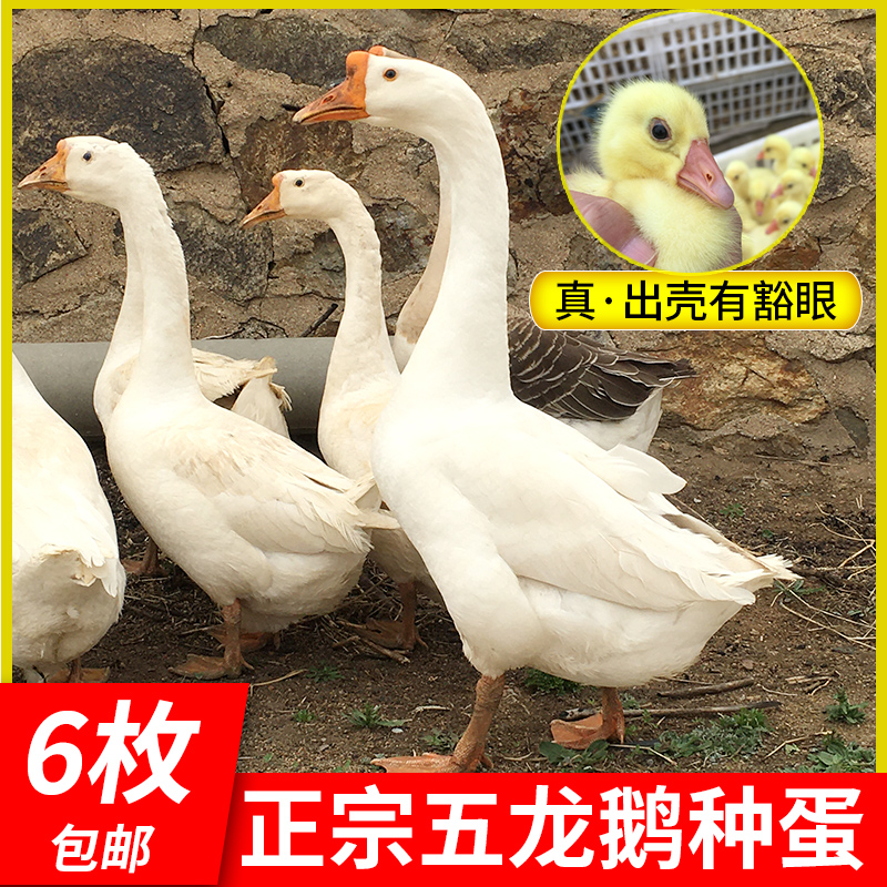 五龙鹅种蛋 vs 豁眼鹅种蛋：6枚纯种鲜蛋的孵化奇迹，谁更胜一筹？