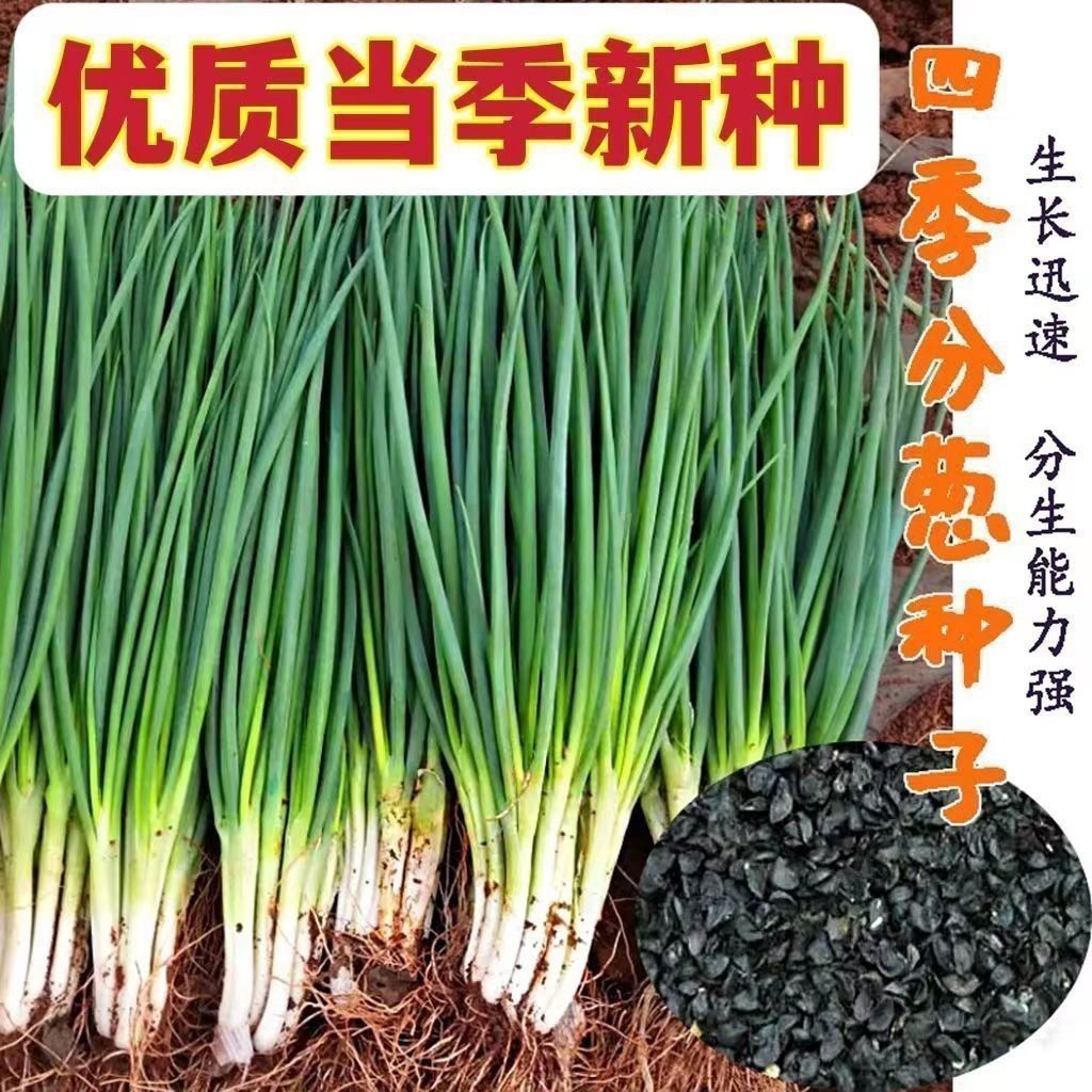 阳台种小香葱太香了！四季小香葱种子真的能全年收割？这波种草必须冲！
