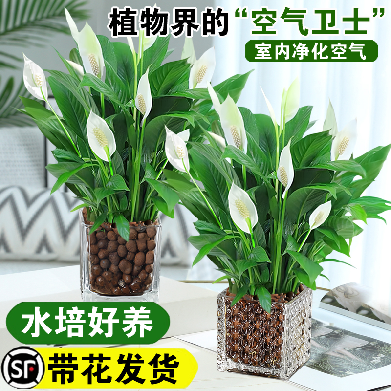 盆栽白掌一帆风顺：四季花开，家居美化新宠！✨
