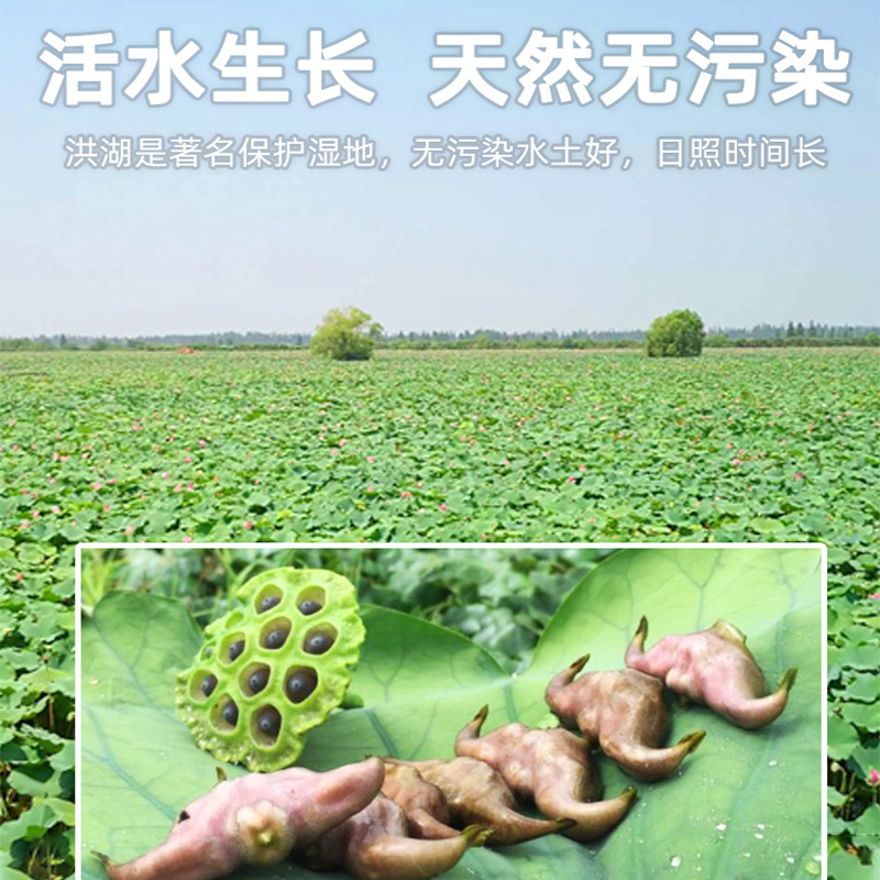 洪湖菱角：探寻古老味蕾的记忆，解锁新鲜老菱角的魅力！