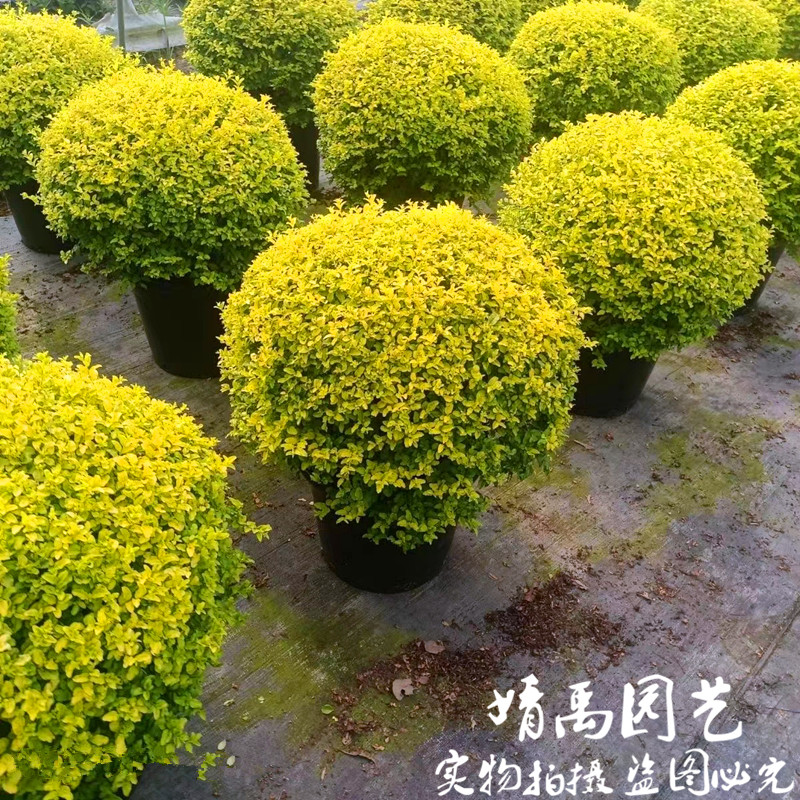 四季常青金叶女贞树苗，庭院围墙的绿色守护神
