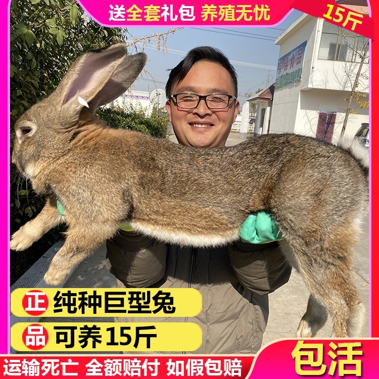 比利时大型肉兔：从幼兔到成年兔，如何挑选和饲养？