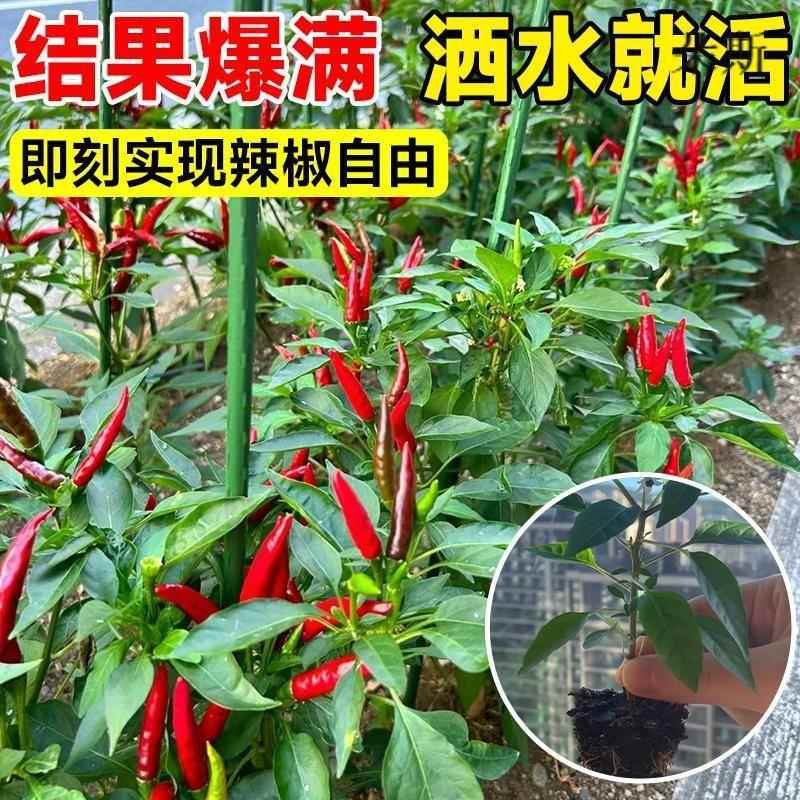 文心一言有使用限制吗？AI助手的“天花板”你真的了解吗？