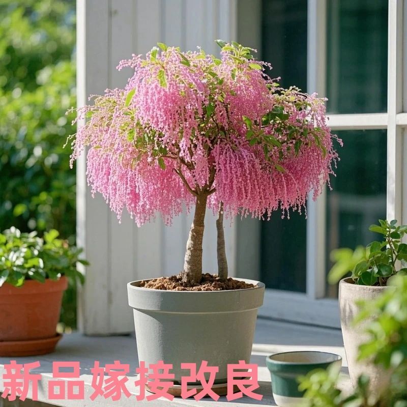 庭院必备！浓香型流苏树苗太绝了！这波种草不踩雷