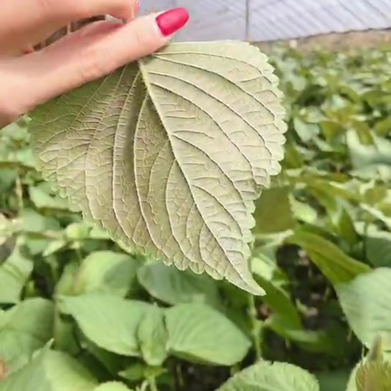 韩国烤肉必备！紫苏叶1斤装，东北酱菜泡菜吃出延边风味