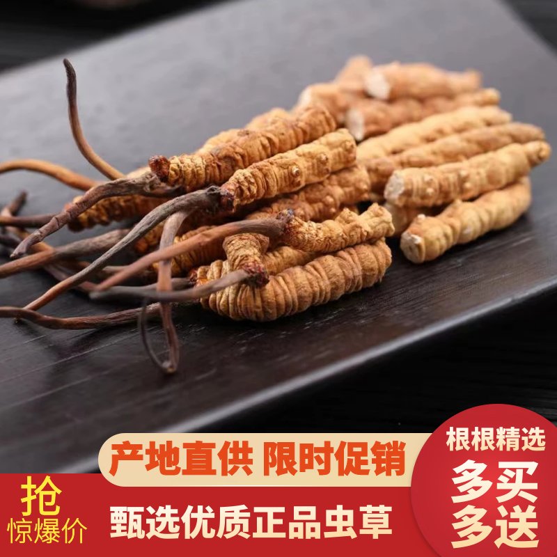 正品新鲜野生虫草，非西藏特产那曲冬虫夏草，泡酒必备的神秘力量！