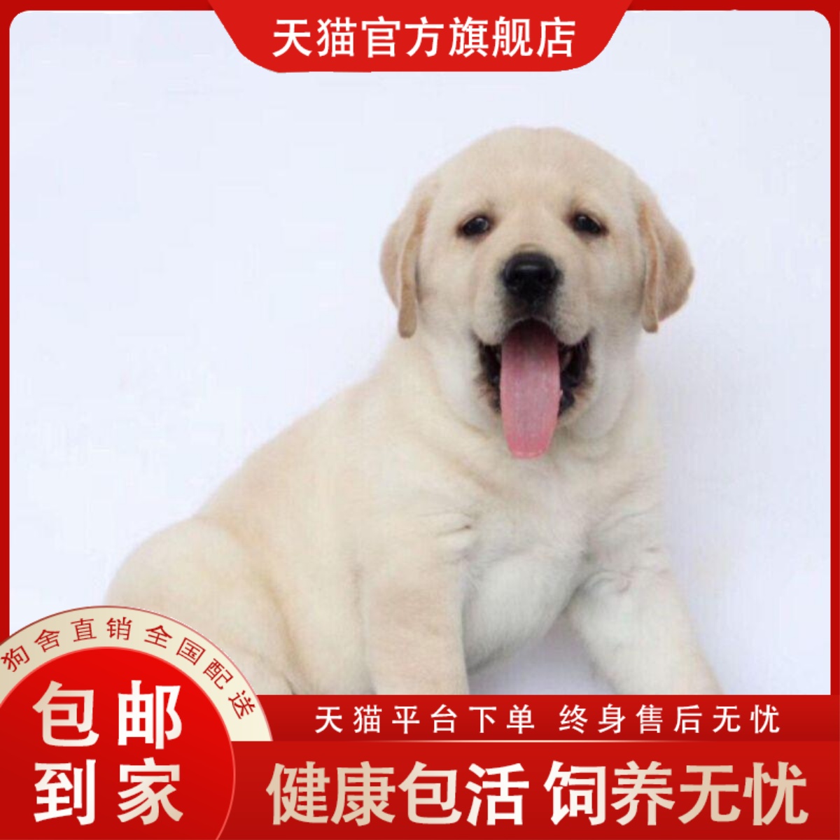 拉布拉多是不是属于禁养犬呢？