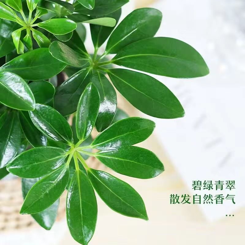 匡威到底是什么档次？时尚圈的“常青树”竟然是它！
