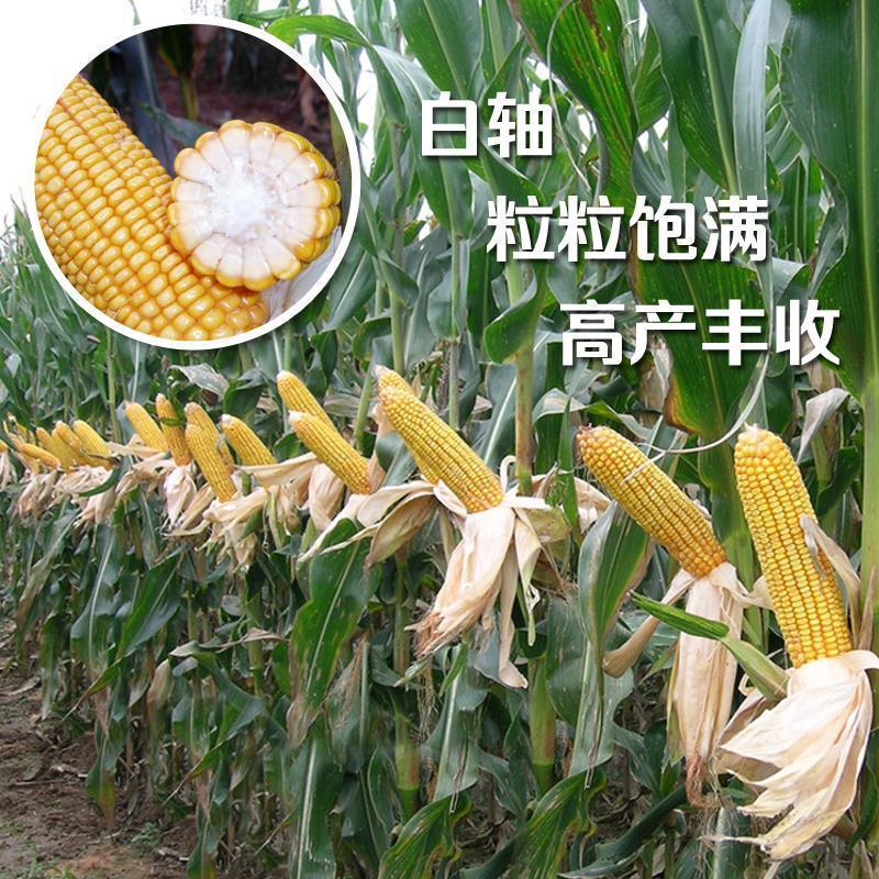 郑单958玉米种子：早熟高产的秘密武器，云贵高原的丰收保障！