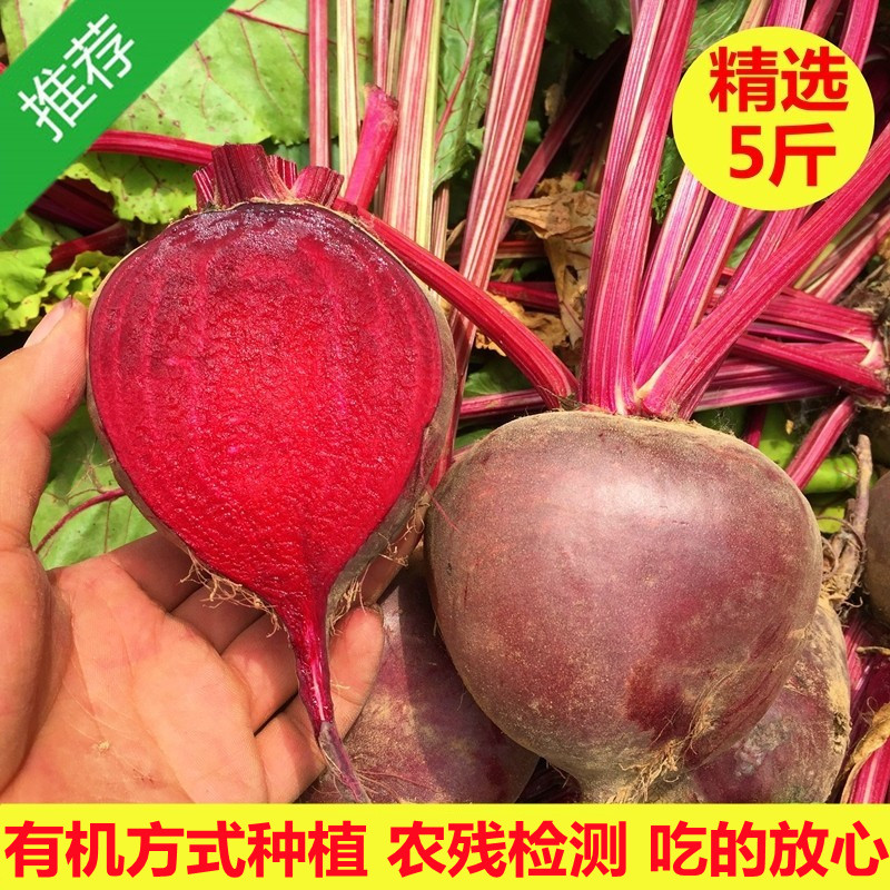 2024新鲜甜菜根：现挖发货，精选有机肥，红菜头纯红多汁五斤，让你一口爱上！