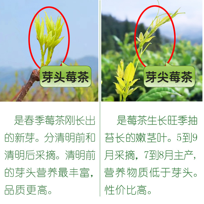 特级芽尖莓茶：湘西张家界高山的长寿秘密