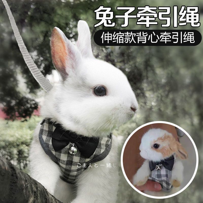 夏天遛兔神器！侏儒兔专用防挣脱牵引绳，萌兔出门无忧虑