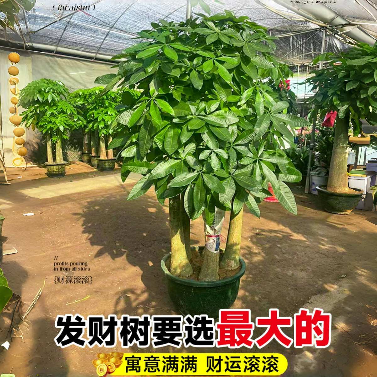 五福五杆步步高发财树：室内客厅大盆栽的风水与装饰艺术