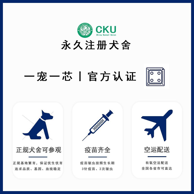 北京纯种可卡幼犬：赛级双血统，英国可卡犬的优雅与活力