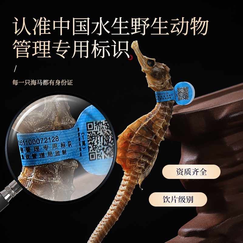 半山农海马一公一母配对！泡酒煲汤搭田七，儿童成长必备！这波真的香爆了