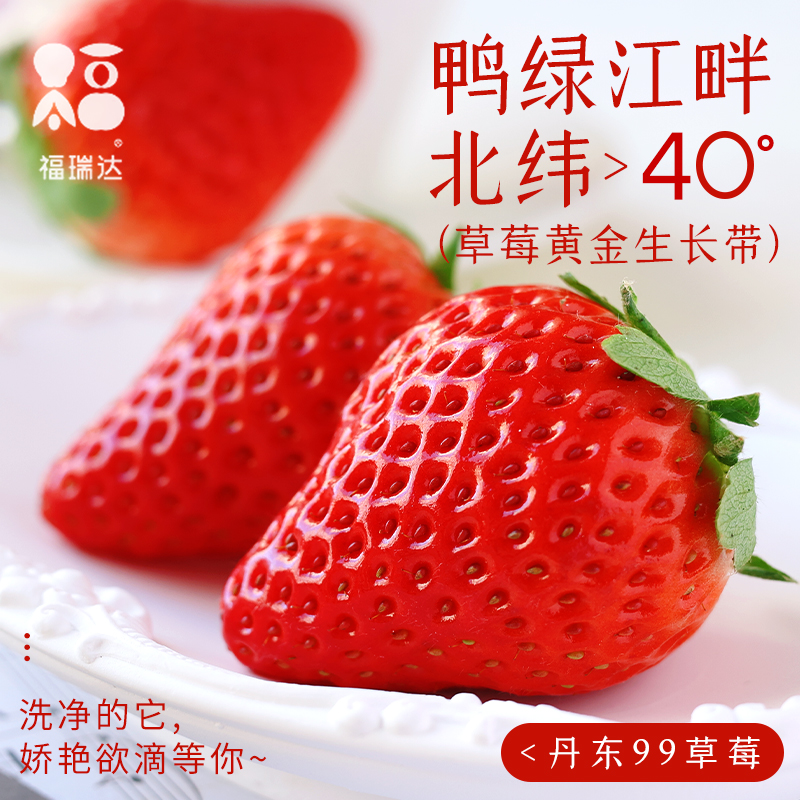 丹东99草莓真的绝了！牛奶红颜+奶油九月大草莓3斤当季新鲜到爆