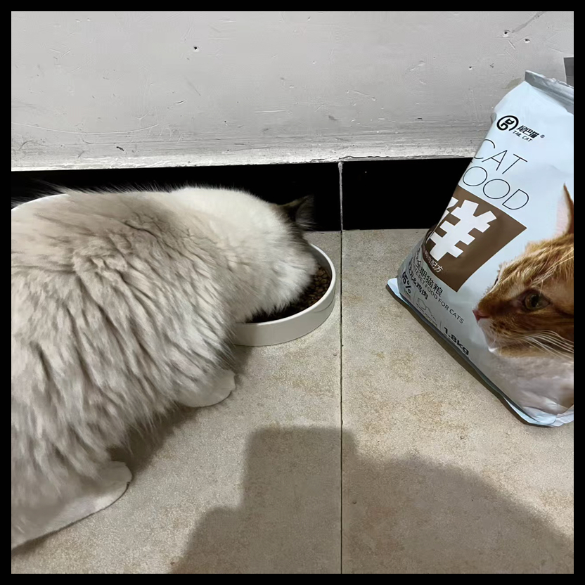 尾巴猫猫粮：无谷高蛋白，专为流浪猫和家猫设计的全价营养冻干食品