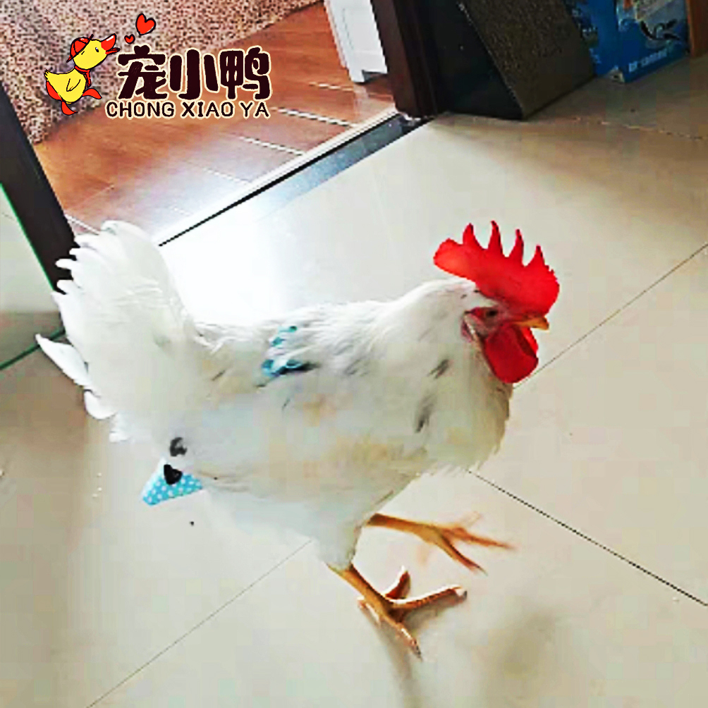 柯尔鸭网红屎兜文明兜尿不湿！宠物鸭的“贴心小棉袄”真的太香了！