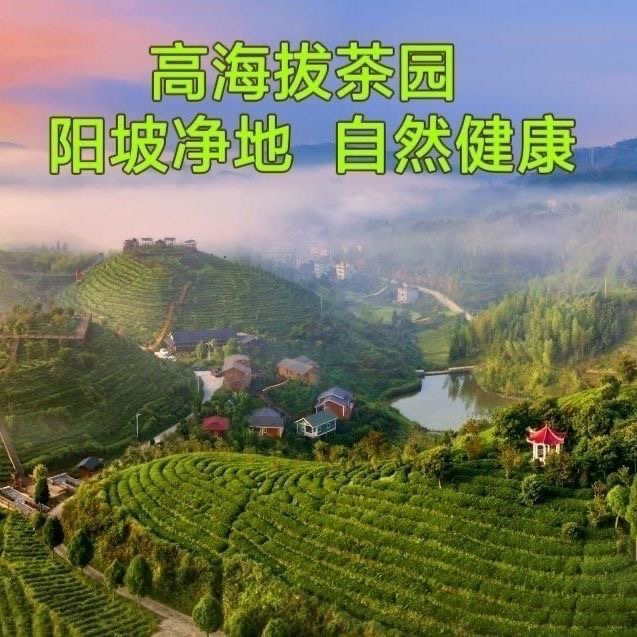 大田东方美人茶，绝绝子的茶界宝藏，你喝过吗？
