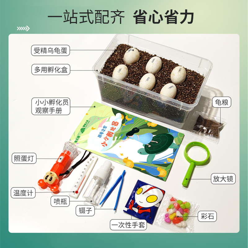 可孵化乌龟蛋DIY套装：开启亲子探索生命的奇妙之旅！