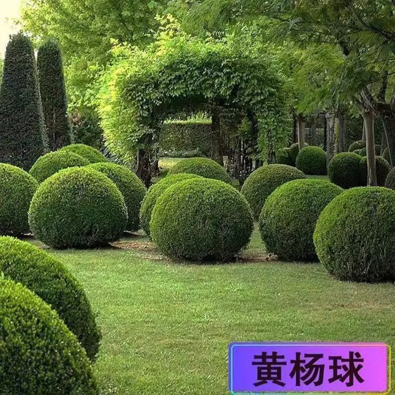 雀舌黄杨树苗球 vs 小叶黄杨球 vs 瓜子黄杨苗：庭院绿篱的耐阴常绿王者之争
