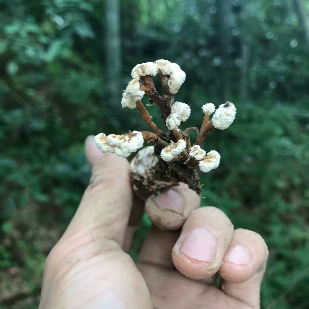 大别山野生金蝉花：自然馈赠的神奇药材，冬虫夏草的平价替代品