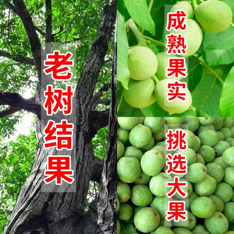 精品青皮核桃文玩：解锁手盘新潮流，四座楼狮子头官帽核桃，盘出你的专属魅力！