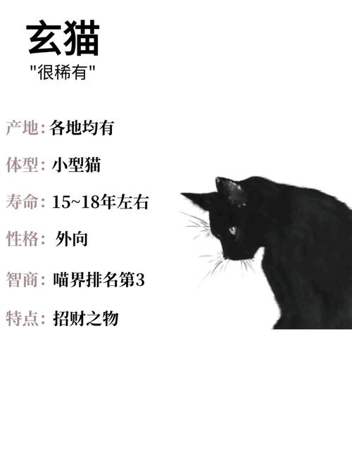 黑猫：机械装置的天使,黑猫的神秘面纱