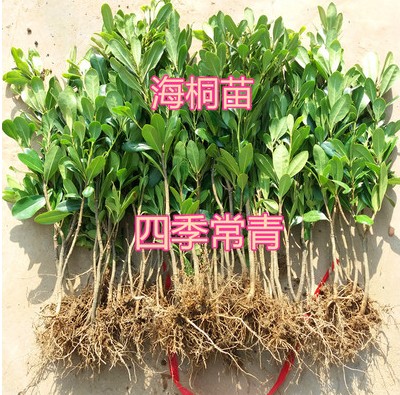 四季常青的海桐树苗：庭院绿化的香氛守护神，打造完美绿篱的秘密武器！