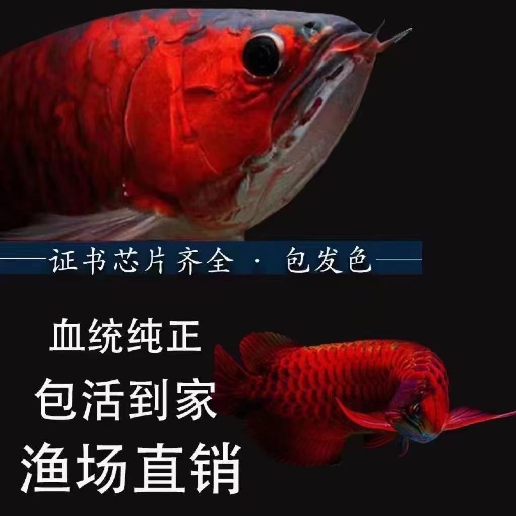 纯血印尼红龙鱼苗，你的热带鱼缸新宠，练手必备！